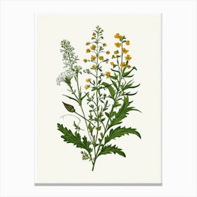 Vintage Botanical Galleria Style Wildflower Painting 33 Canvas Print