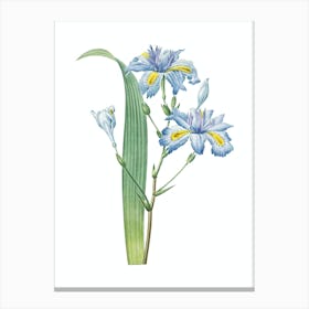 Vintage Butterfly Flower Iris Botanical Illustration on Pure White n.0111 Canvas Print