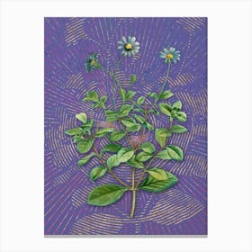 Vintage Blue Marguerite Plant Botanical Illustration on Veri Peri n.0263 Canvas Print