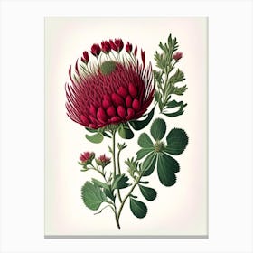 Red Clover Wildflower Vintage Botanical 2 Canvas Print
