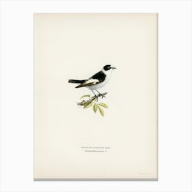 Collared Flycatcher, The Von Wright Brothers Canvas Print