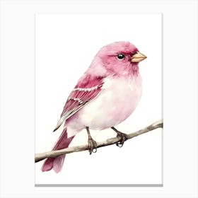 Pink Finch Canvas Print