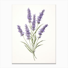 Lavender Vintage Botanical Herbs 2 Canvas Print