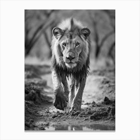 African Lion Muddy Paws Realism 2 Canvas Print