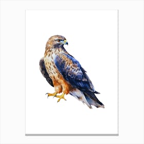 Hawk Isolated On White Background Canvas Print