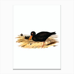 Vintage Sooty Oyster Catcher Bird Illustration on Pure White n.0220 Canvas Print