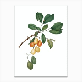Vintage Cherry Botanical Illustration on Pure White n.0080 Canvas Print