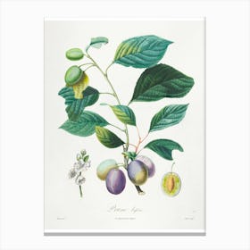 Botanic Collection Fruits Prune Art Prints Canvas Print