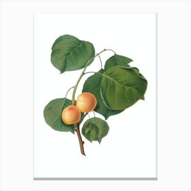 Vintage Yellow Apricot Botanical Illustration on Pure White n.0791 Canvas Print