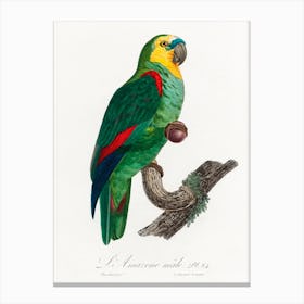 The Turquoise Fronted Amazon, (Amazona Aestiva) From Natural History Of Parrots, Francois Levaillant 1 Canvas Print