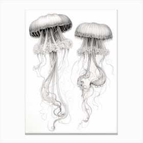 Irukandji Jellyfish Drawing 5 Canvas Print