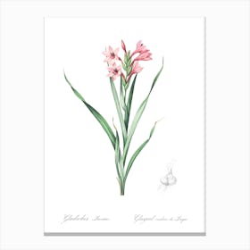 Sword Lily, Pierre Joseph Redoute Canvas Print