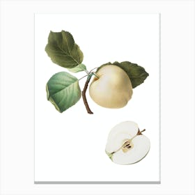 Vintage Astracan Apple Botanical Illustration on Pure White n.0344 Canvas Print