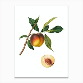 Vintage Peach Botanical Illustration on Pure White n.0930 Canvas Print