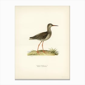 Common Redshank, The Von Wright Brothers 1 Canvas Print