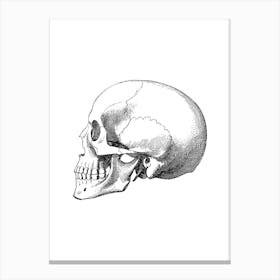 Skull Canvas Print