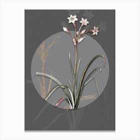 Vintage Botanical Crytanthus Vittatus on Circle Gray on Gray n.0213 Canvas Print