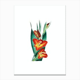 Vintage Parrot Gladiole Flower Botanical Illustration on Pure White Canvas Print