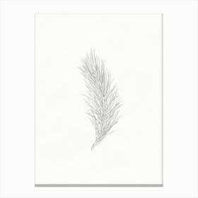 Pine Branch Sketch 1 Canvas Print