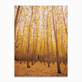 Warm Autumn Forest Canvas Print