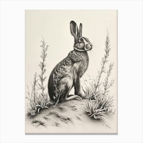 Belgian Hare Drawing 2 Canvas Print