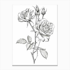Roses Sketch 59 Canvas Print