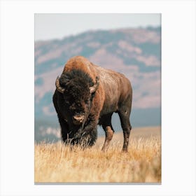 Bison Range Canvas Print