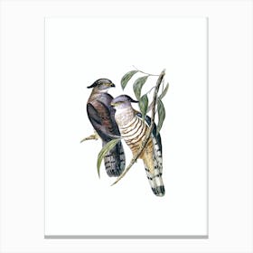 Vintage Crested Hawk Bird Illustration on Pure White n.0232 Canvas Print