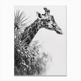 Giraffe In The Leaves Pencil Drawing 4 Canvas Print