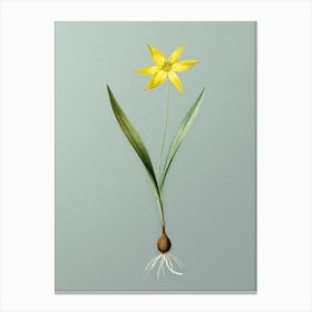 Vintage Tulipa Celsiana Botanical Art on Mint Green n.0270 Canvas Print