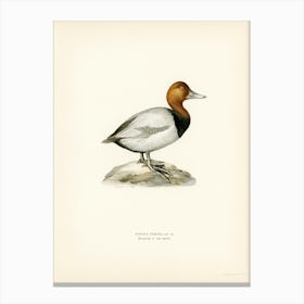 Common Pochard Male, The Von Wright Brothers Canvas Print