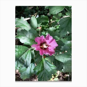 Hibiscus Flower Canvas Print