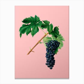 Vintage Black Aleatico Grape Botanical on Soft Pink n.0814 Canvas Print