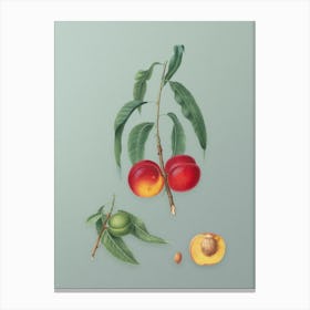 Vintage Walnut Peach Botanical Art on Mint Green n.0338 Canvas Print
