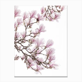 Magnolia 1 Canvas Print