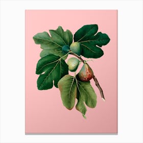 Vintage Common Fig Botanical on Soft Pink n.0479 Canvas Print