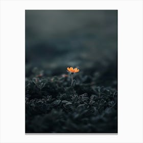 Single Flower In The Dark 48 Canvas Print