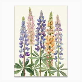 Lupines 1 Canvas Print