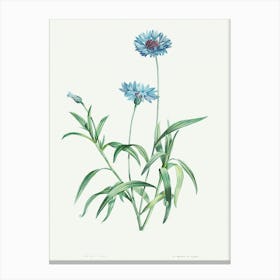 Blue Flower, Pierre Joseph Redoute Canvas Print