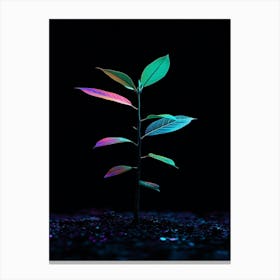 Plant On A Black Background 2 Canvas Print