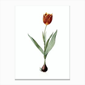 Vintage Tulip Botanical Illustration on Pure White n.0836 Canvas Print