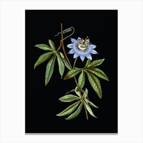 Vintage Blue Passionflower Botanical Illustration on Solid Black Canvas Print