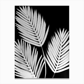Black white palm leaves Canvas Print