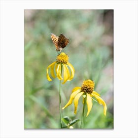 Butterfly On Yellow Flower Canvas Print