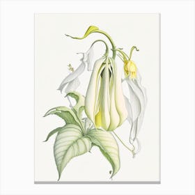 Angel S Trumpet Floral Quentin Blake Inspired Illustration 2 Flower Canvas Print