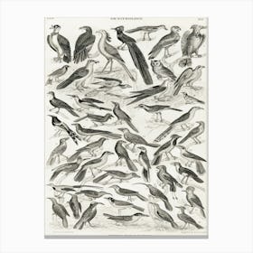 Ornithology, Oliver Goldsmith 5 Canvas Print
