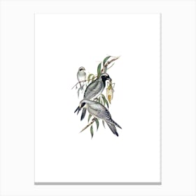 Vintage Black Faced Cuckooshrike Bird Illustration on Pure White n.0223 Canvas Print