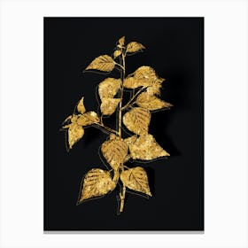 Vintage Black Birch Botanical in Gold on Black n.0114 Canvas Print