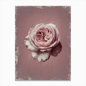 Pink Rose Canvas Print