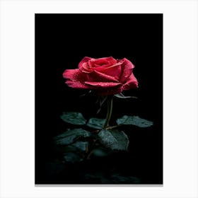 Red Rose On Black Background 21 Canvas Print